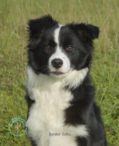 Border Collie 9B62D-18.JPG